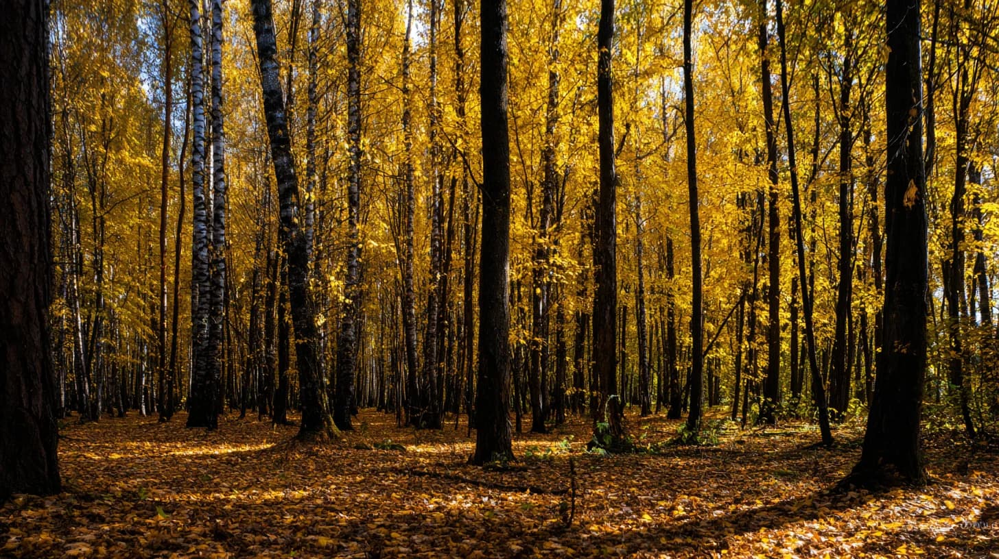 Nature Landscape Background 57 - Free virtual background for Zoom, Teams & Google Meet